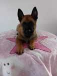 Pui Ciobănesc Belgian (Malinois)
