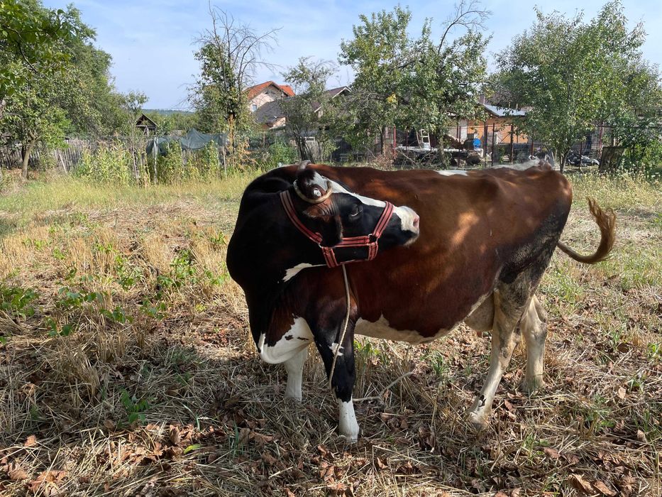 Vacă Holestein de 9 ani, 20 litrii de lapte zilnic, montata in 6 luni