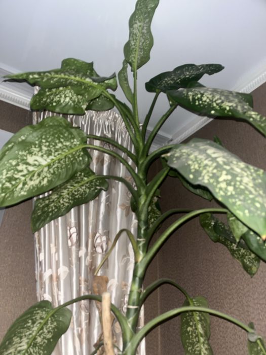 Диффенбахия в Актобе