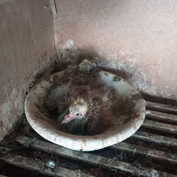 Porumboi uriasi maghiari