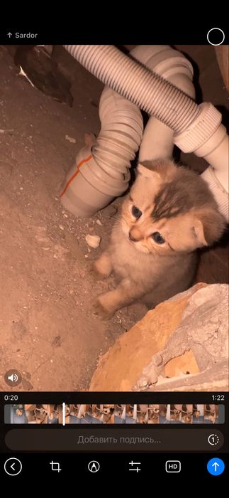 Продаётся котята