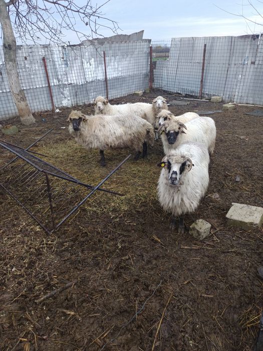 Am de vânzare șase oi.