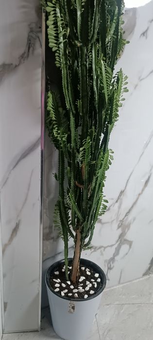 Молочай Африканский