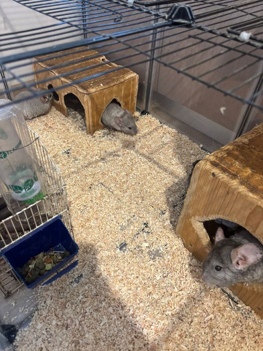Cuplu de chinchilla/ sinsila/ cincila