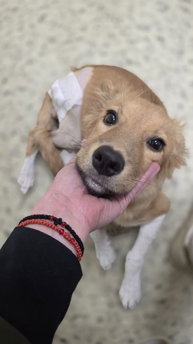 Cățelușă tânără caută adopție