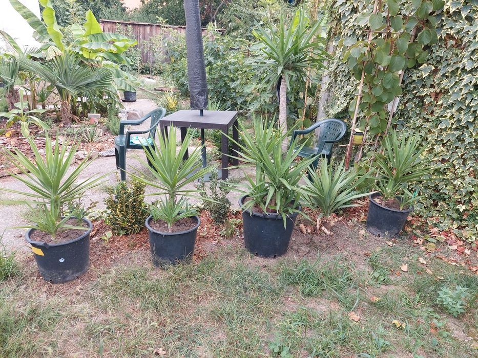 Yuca planta ornamentala