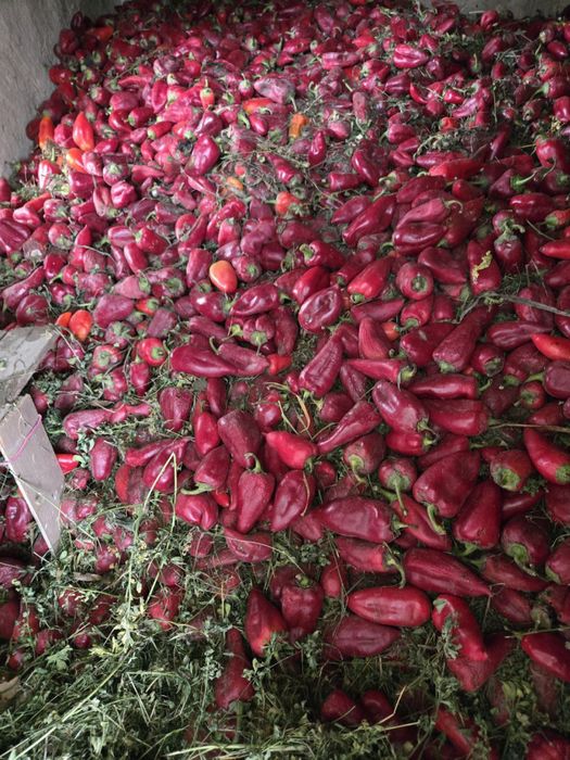 Срочно продается красный перец 5тон оптом !