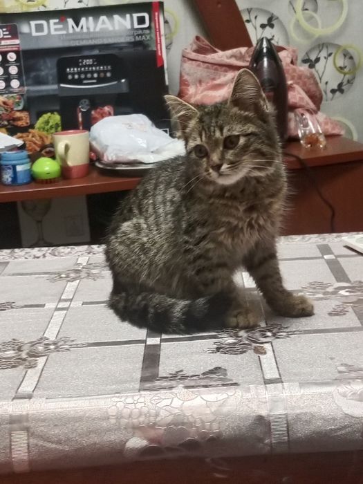 Отдам в добрые руки