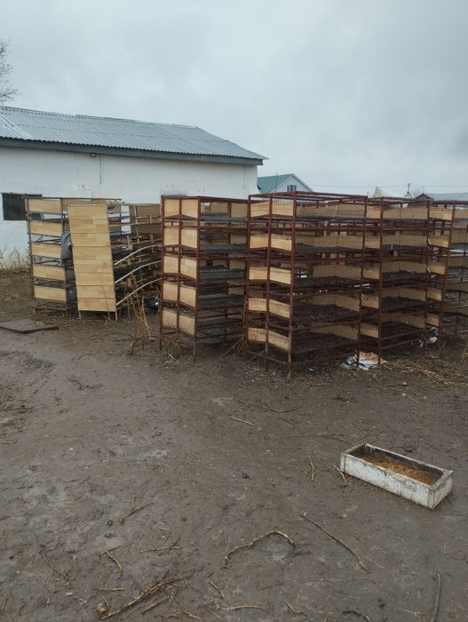 Клетки для перепелки