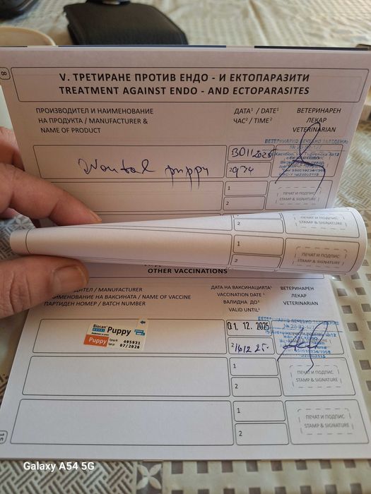 Померани  (мини шпиц)