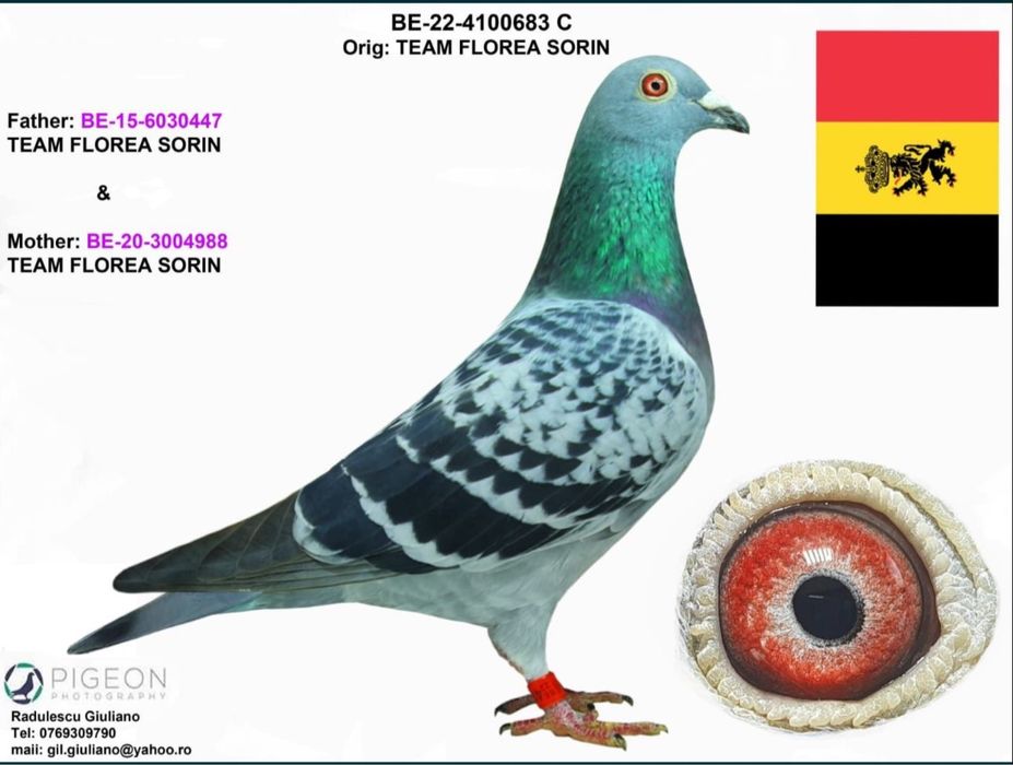 Porumbei voiajori din parinti cu pedigree