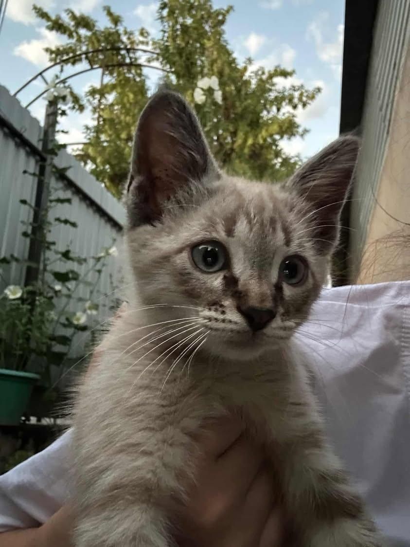 Котята бесплатно