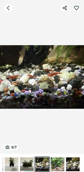 Decoruri naturale acvariu, plante,lemne ,melci, creveți, nuca de cocos
