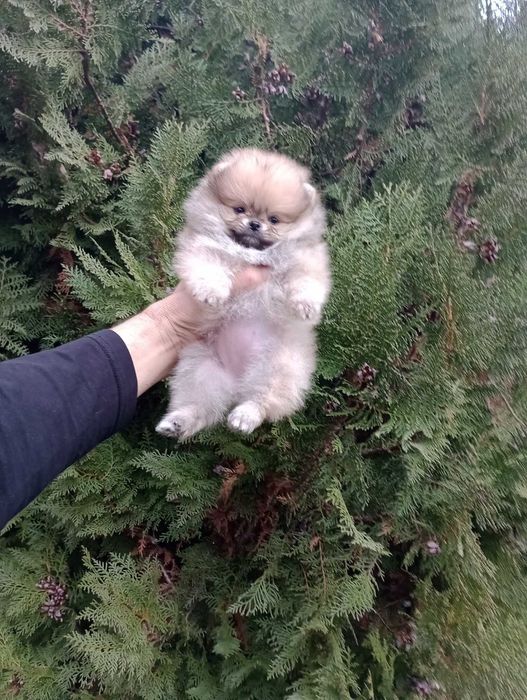 Померания . Момичета