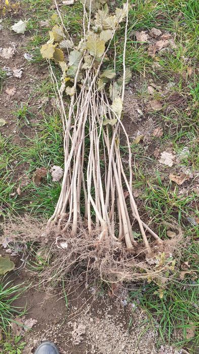 Puieti de alun . Marcote certificate