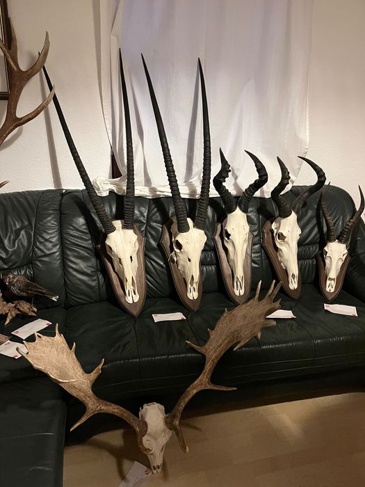 Трофеи, Африка, лов