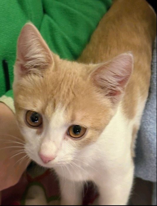 Подарявам мъжко коте на 4 месеца