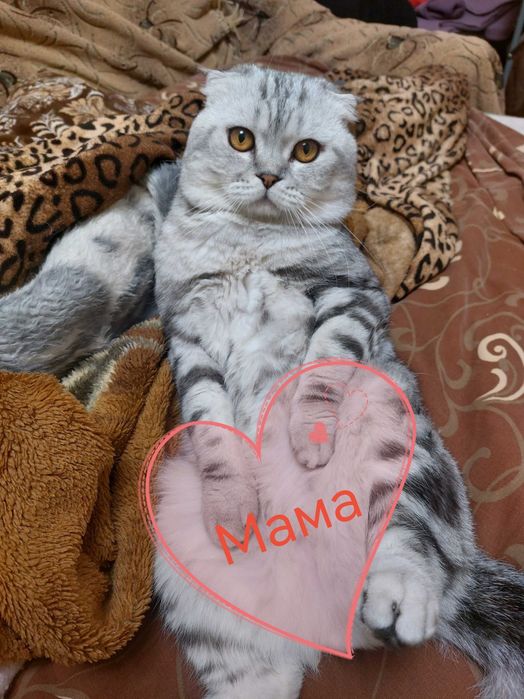 Котёнк Шотландский скотиш страйт мальчик 2 месяца