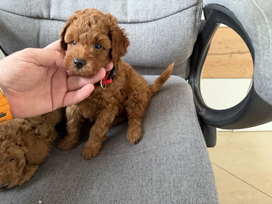 Мини пудели актуално от 31.10.2025