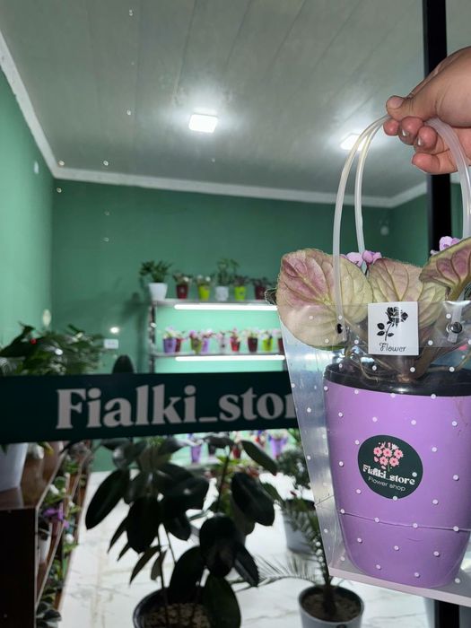 Fialkalar sotiladi
