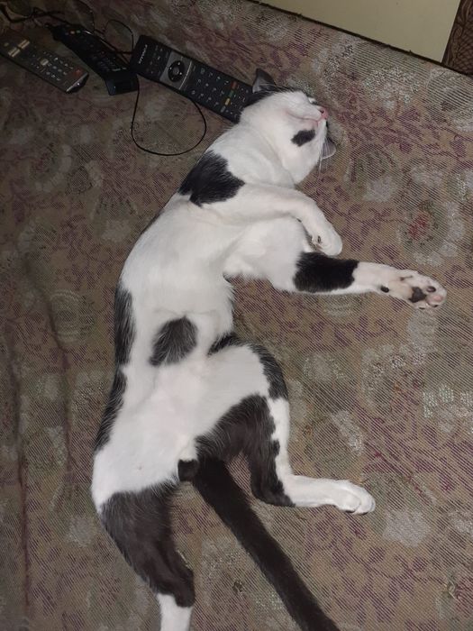 Petsitter- Dog walker