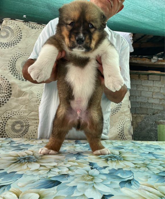 Щенок Алабая ( Супер Гигант ) кафказский