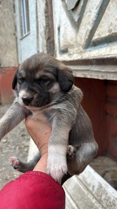 Отдам щенят в добрые руки