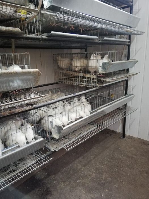 Prepelițe și pui de prepeliță