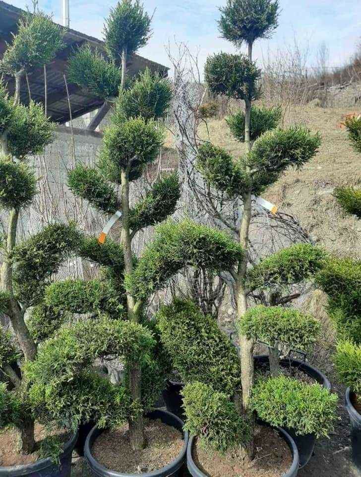 Plante ornamentale Tuia brad mesteacăn magonolia tei