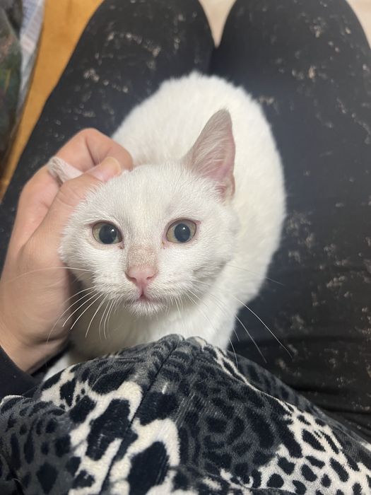 Подарявам женско коте