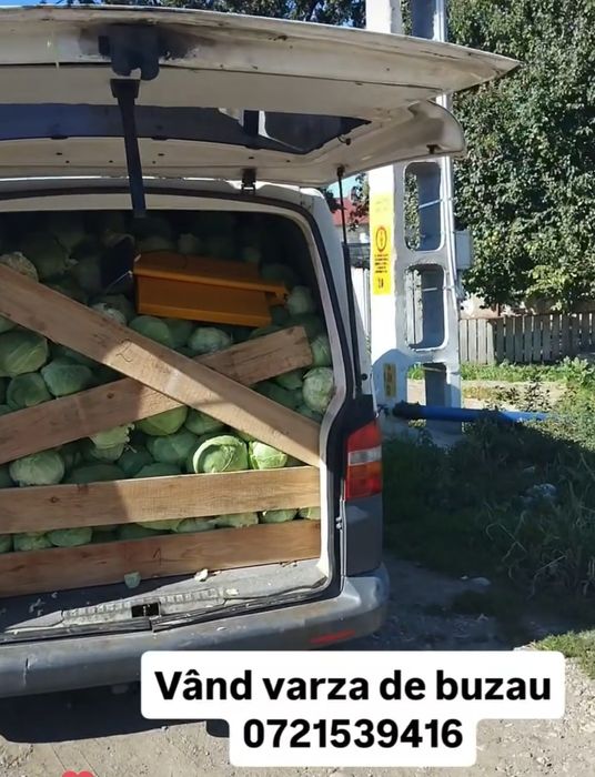 Varza de buzau  , 2 lei kg
