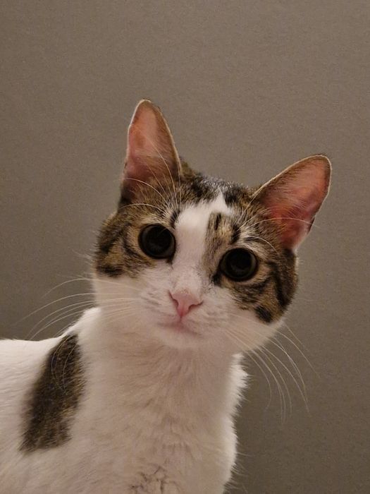Ofer spre adoptie pisica