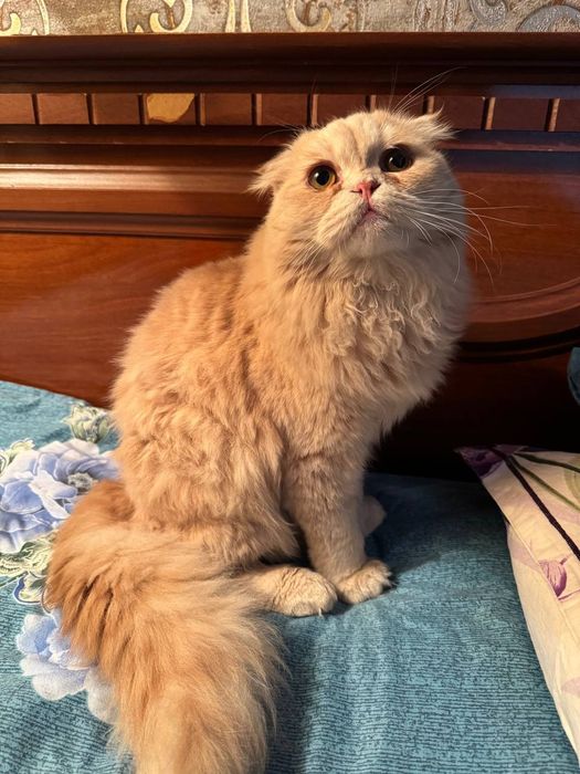 Scottish fold longhair