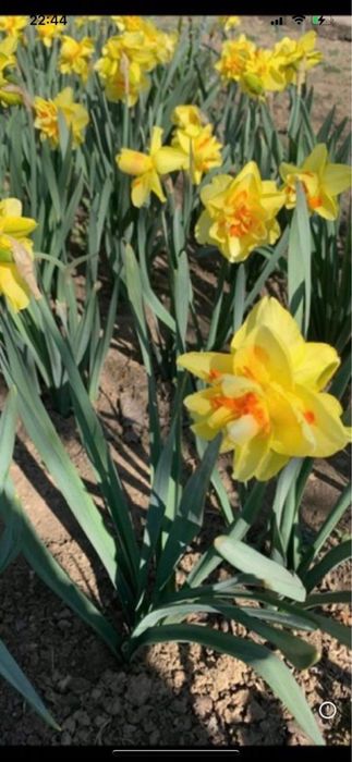 Bulbi dd narcise 100 buc 50 lei