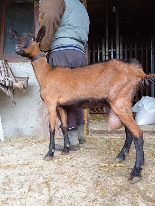 Alpină Franceză rasă pură 5 capre de lapte