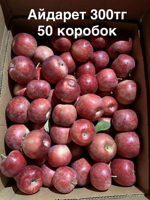Яблоки 1 сорт. Апорт Кандиль