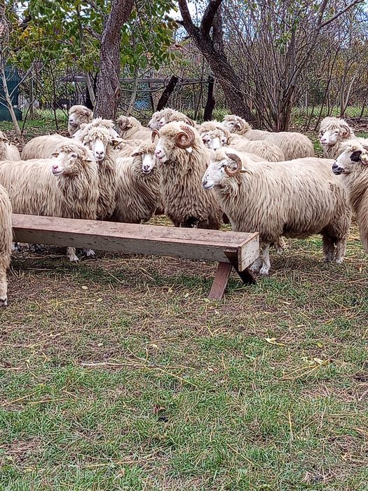 De vânzare 20 oi . Preț 1000 lei bucata