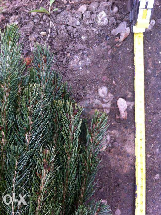 Rasaduri solide de conifere-transport gratuit !!!