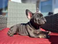 Bulldog francez blue
