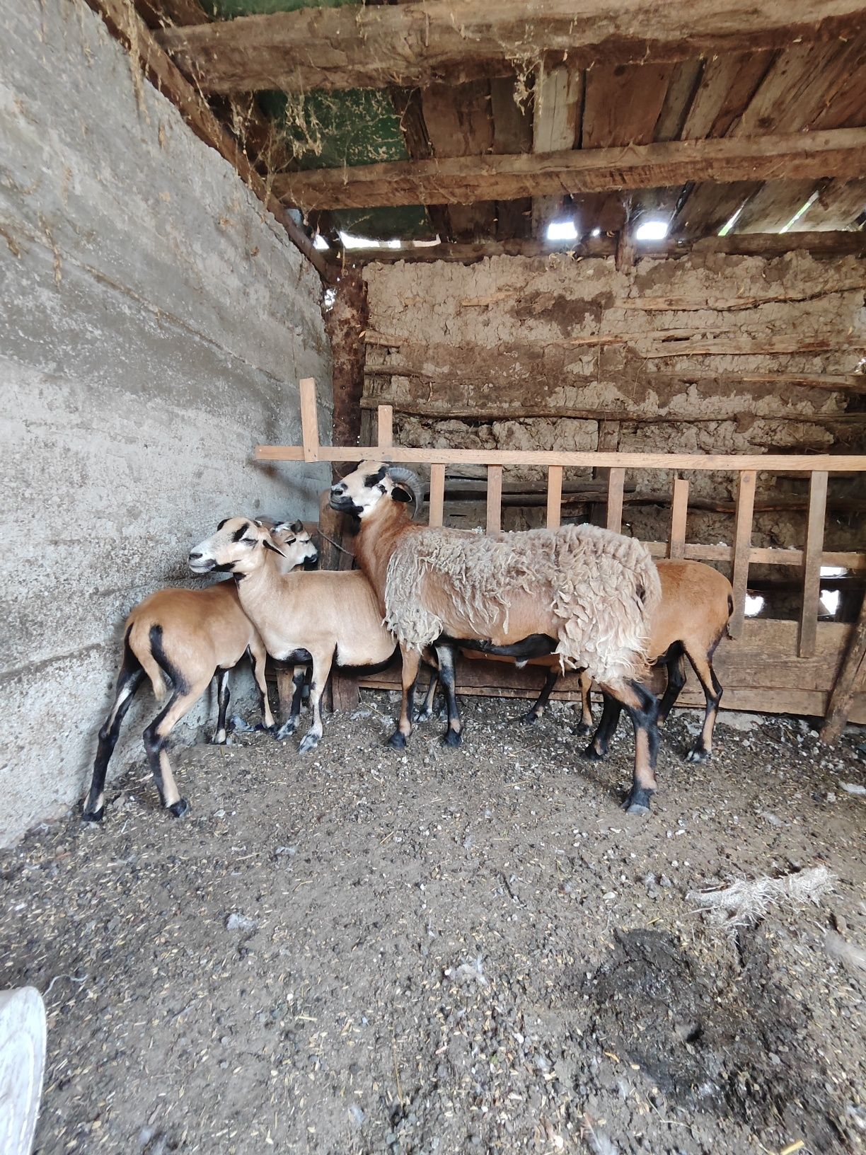 Berbec de Camerun