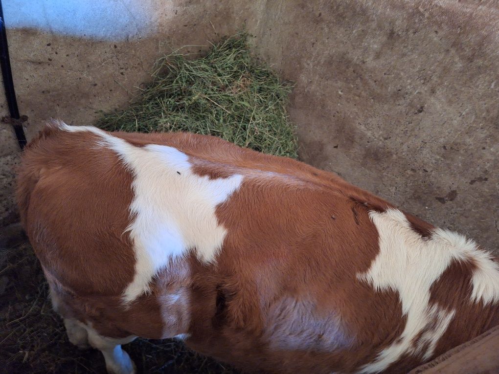 Animale de vanzare