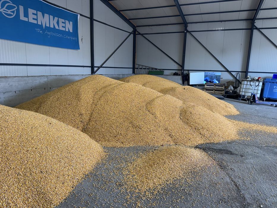 Porumb Recoltat  2025 1 leu kg