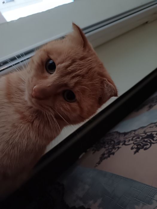 erkak mushuk syamskiy sotiladi