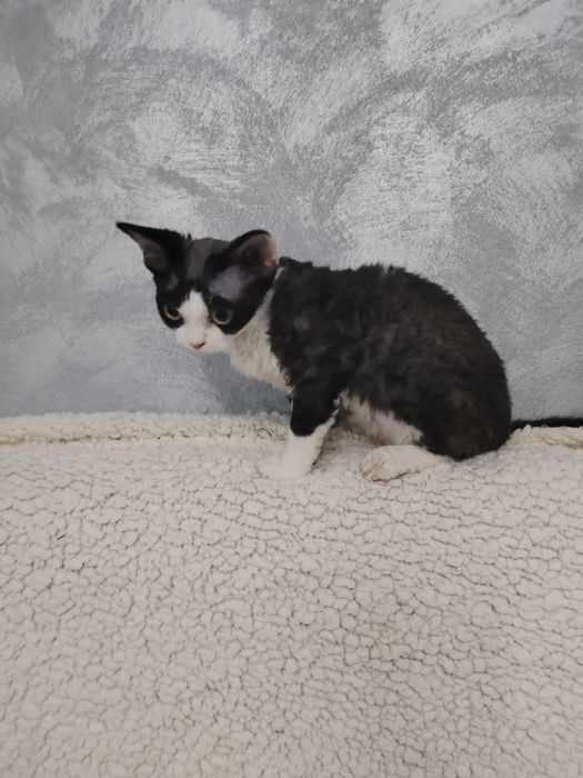 Devon Rex pui mascul