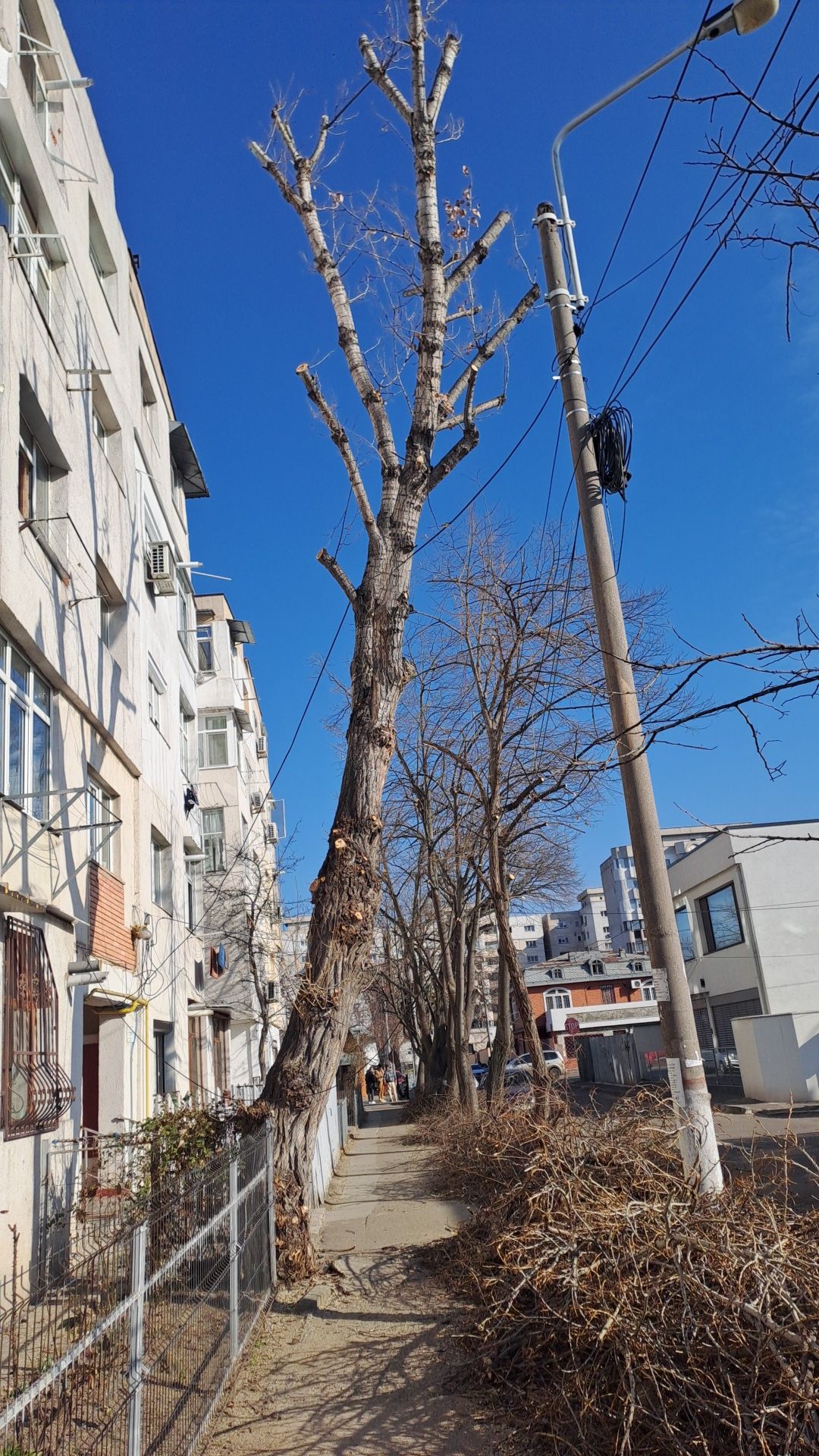 Taiere/Cosmetizare/Fasonare Arbori Periculoși Ieftin.