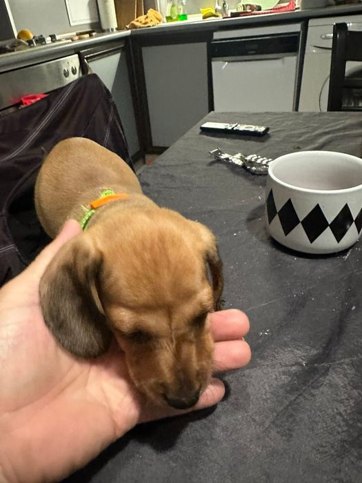 Дакелче бебе момченце