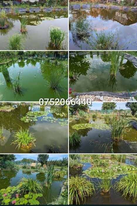 Vând nuferi roz și albi cu rizom radacini formate pentru iaz sau lac