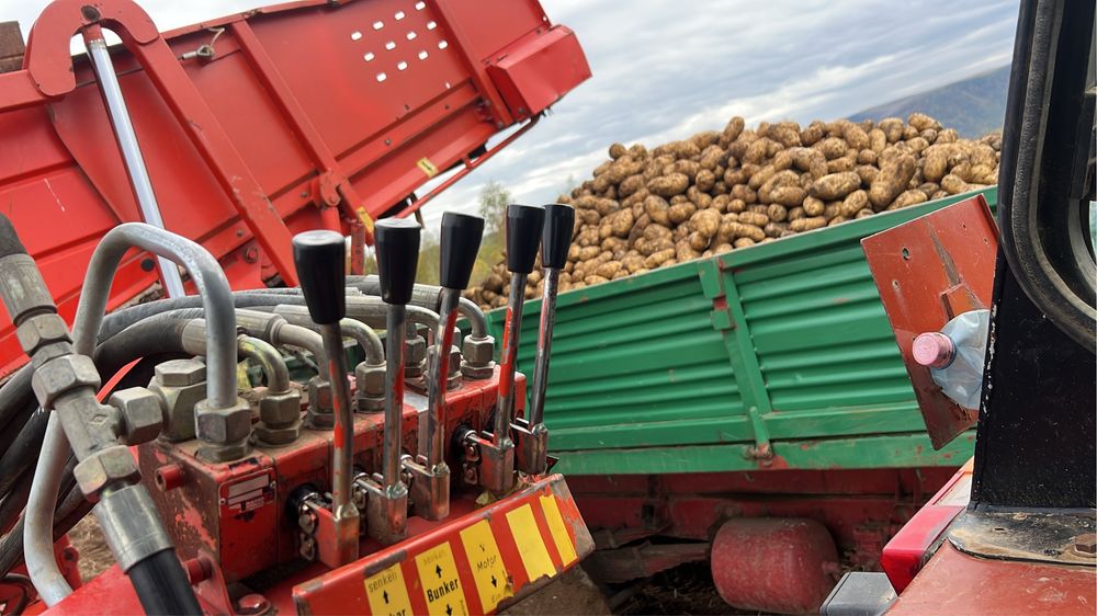 Cartofi si morocvi de consum si de animale