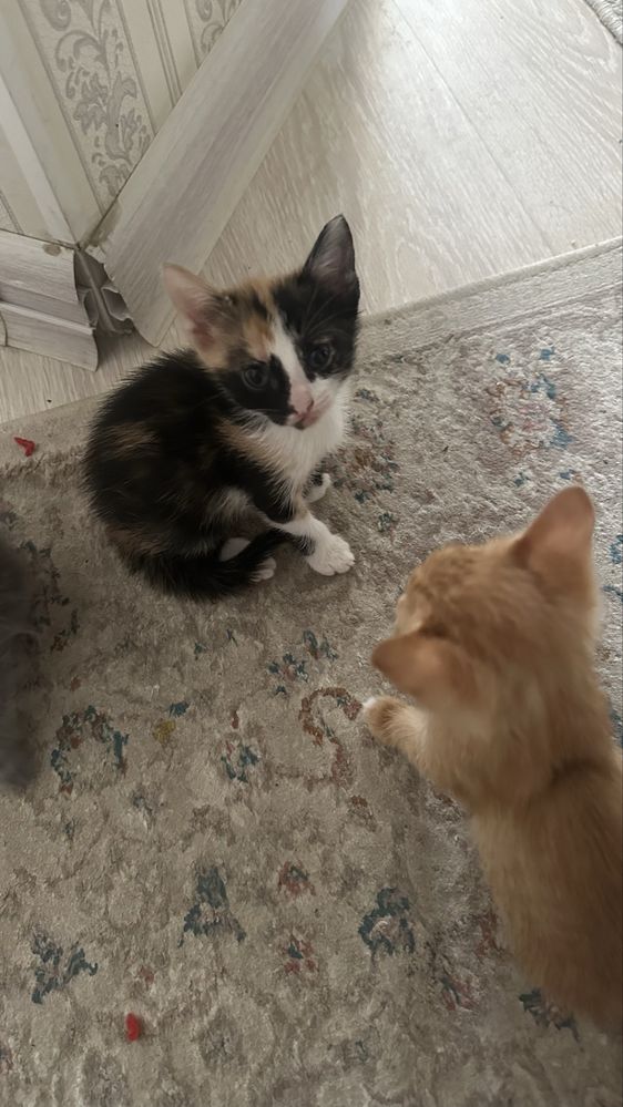 Кошка, Котята мысықтар