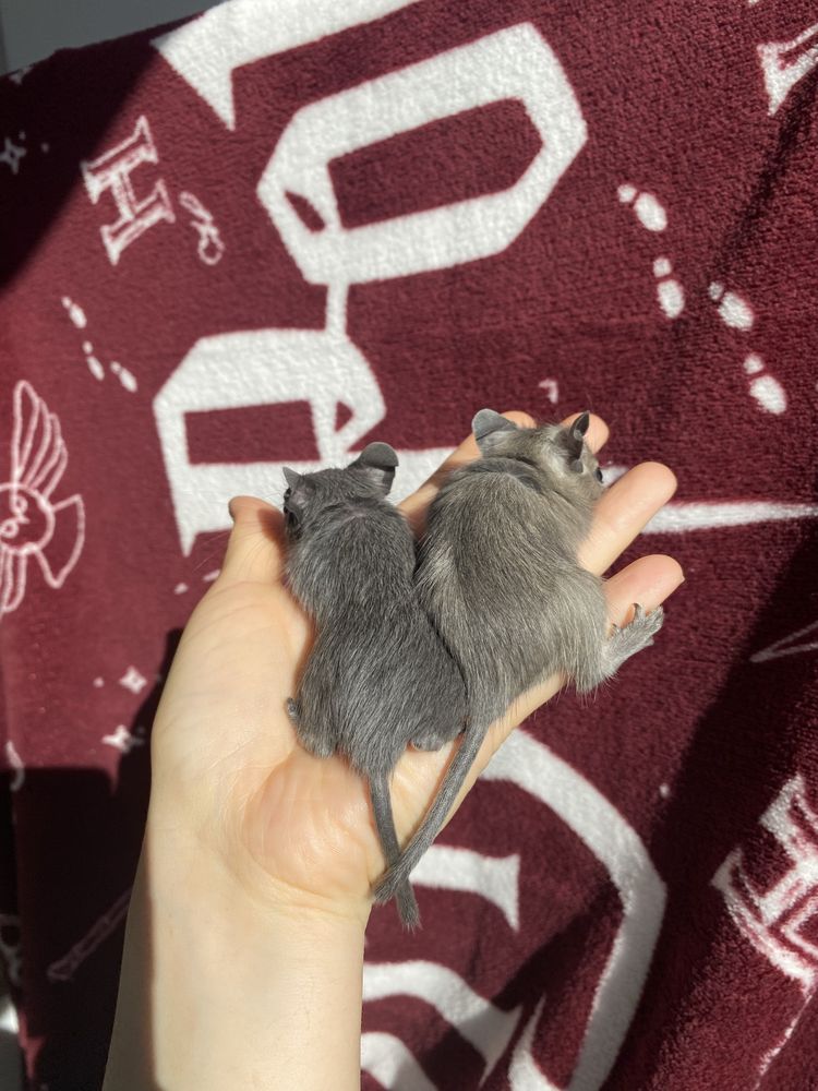 Veverita Degu animal exotic